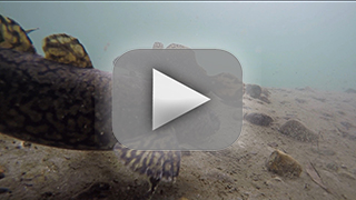 Thumbnail Image 1